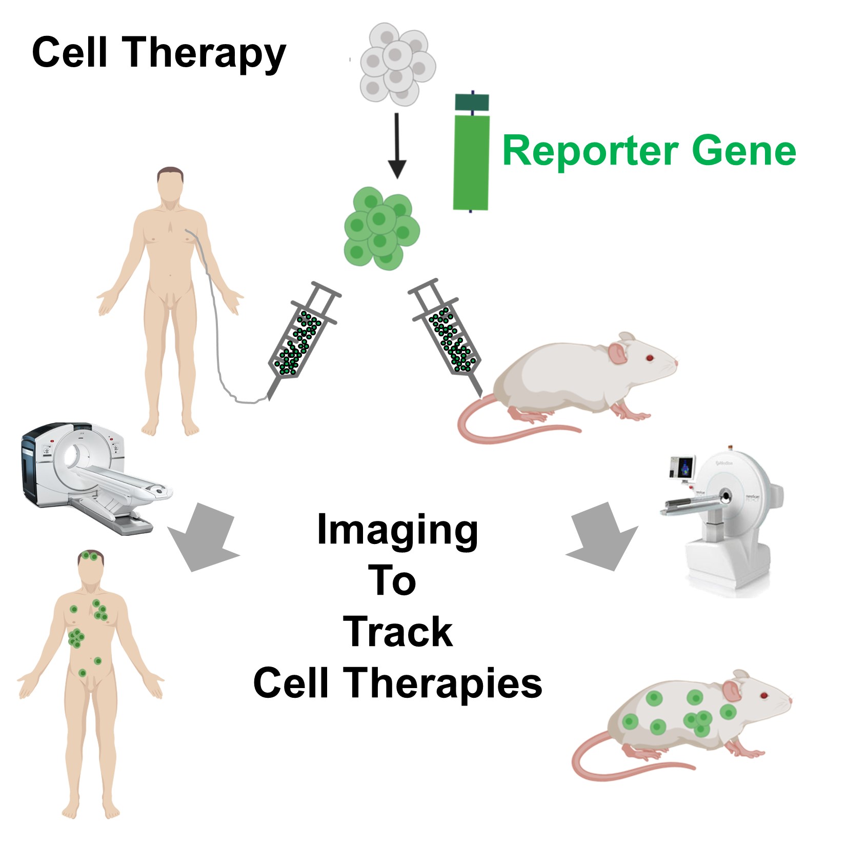 Engineering Cell Therapies – The Fruhwirth Lab